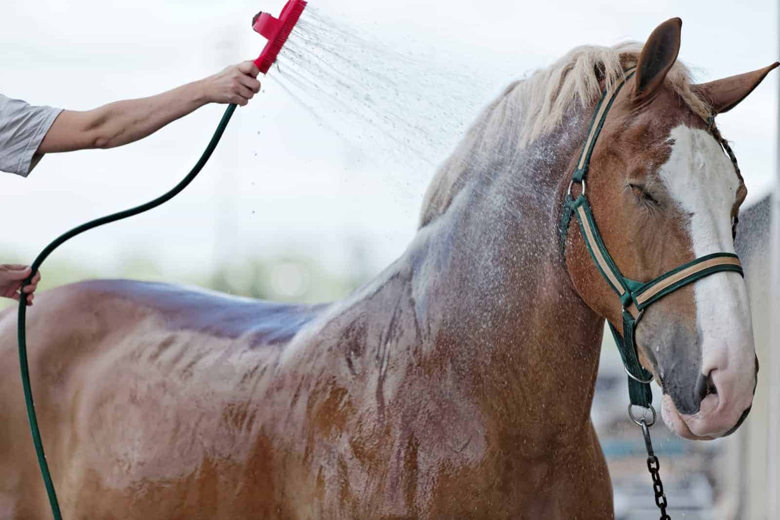 how often should you give your horse a bath